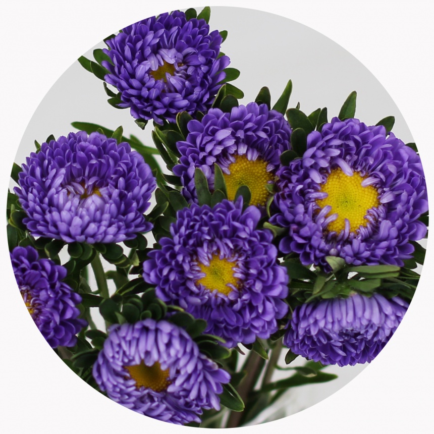 Астра китайская Каллистефус фиолетовая (Callistephus violet)