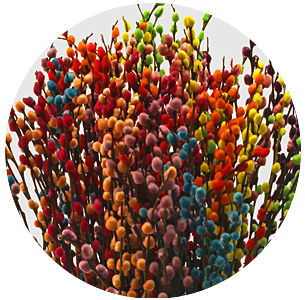 Верба крашеная