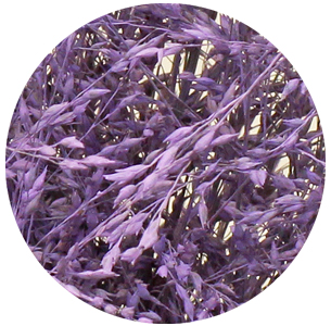 Паникум крашеный сиреневый (Panicum milka)