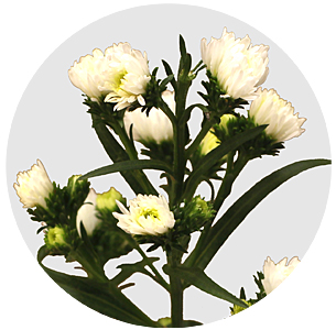 Астра Претти Венди (Pretty Wendy)