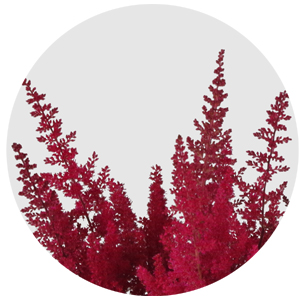 Астильба красная