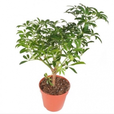 Шефлера (Schefflera)