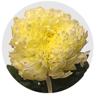 Хризантема одноголовая Кремист супер (Creamist Super)