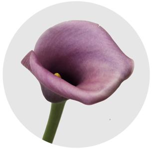 Калла мини фиолетовая (Calla Violet)