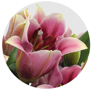 Лилия гибрид розовая