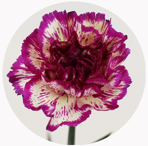 Гвоздика стандарт микс 7