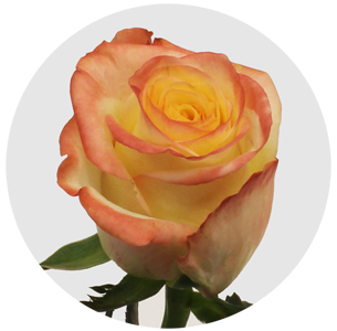 Роза Зинзи нова (Zinzi Nova)