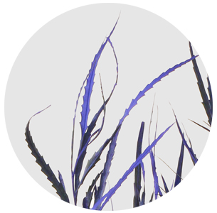 Гревиллея крашеная синяя (Grevillea paint blue)