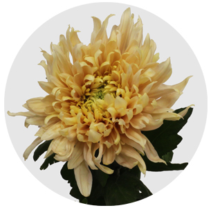 Хризантема одноголовая Авиньон (Avigon)