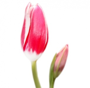 Тюльпан Веселая Вдова (Lustige Witwe)