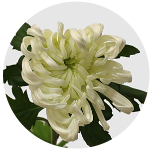 Хризантема одноголовая Вена белая (Viena White)