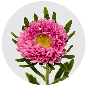 Астра китайская Каллистефус Матсумото Донкерблау (Matsumoto Donkerblauw)