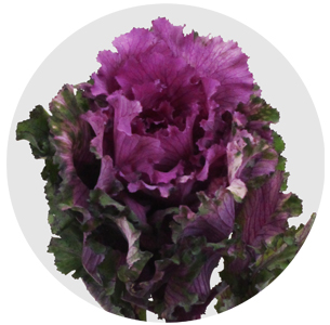 Брассика Фёст леди (First Lady)