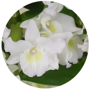 Орхидея Дендробиум (Dendrobium Nobile) Орхидея Дендробиум (Dendrobium Nobile)