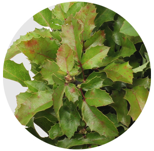 Магония (Mahonia)