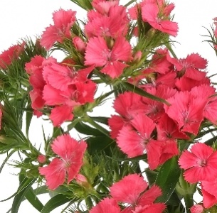 Диантус барбатус темно розовый