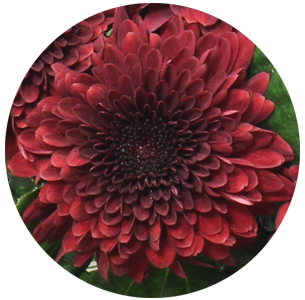 Хризантема одноголовая Барка Рэд (Barca Red)