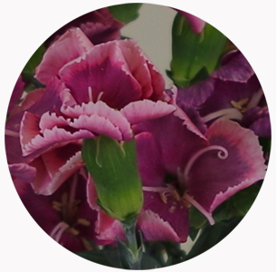  Гвоздика кустовая Соломио Боно (Dianthus Solomio Bono)