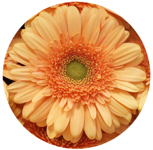 Гербера Пре-Экстаз (Pre-Extase)