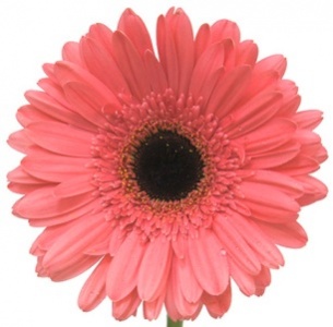 Гербера Черани (Cherany)