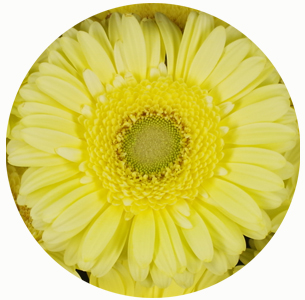 Гербера  Цитронелла (Citronel)