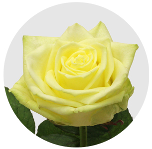 Роза Вайт Наоми (White Naomi) Роза Вайт Наоми (White Naomi)