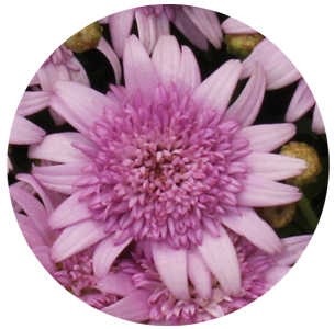 Ромашка розовая (Margrieten Pink)