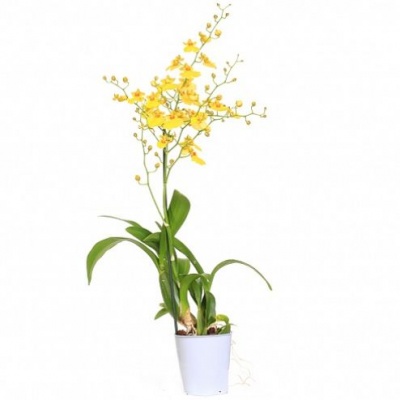 Орхидея Онцидиум (Oncidium)