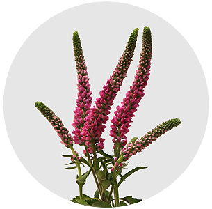 Вероника кустовая розовая