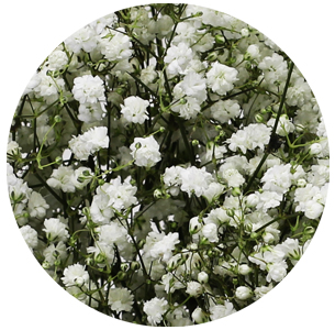  Гипсофила Перфекта (Gypsophila Perfecta)