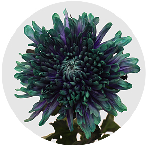 Хризантема одноголовая Антонов Ибица (Antonov Ibiza)