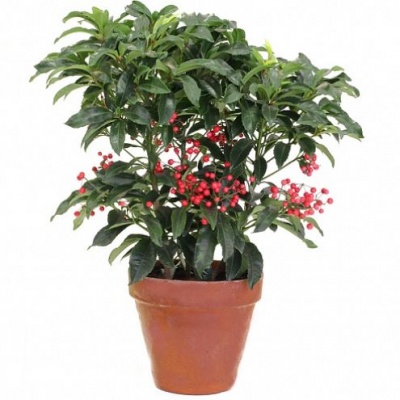 Ардизия (Ardisia Crenata)