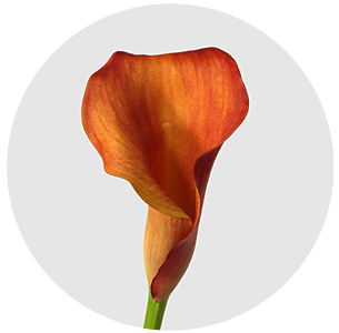 Калла мини Капитан Одеон (Captain Odeon)