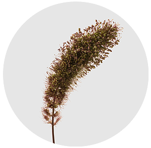 Сетария Ред джевел (Red Jewel)