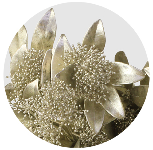 Скиммия крашеная платиновая (Metal Platinum)