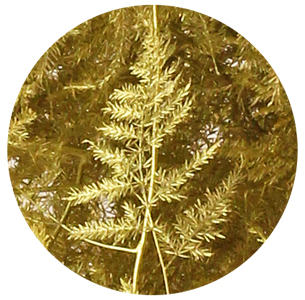 Аспарагус перистый крашеный золотой (Asparagus plumosus painted gold)