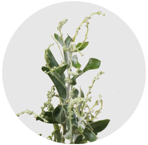 Мимоза Деннис Боден (Dennis Boden)