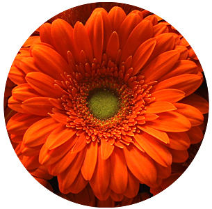 Гербера Пепталк (Peptalk)