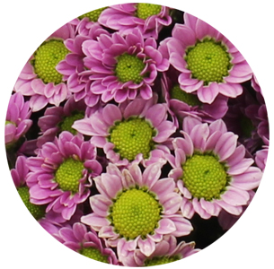 Хризантема кустовая Сантини Мадиба розовая (Santini Madiba pink)