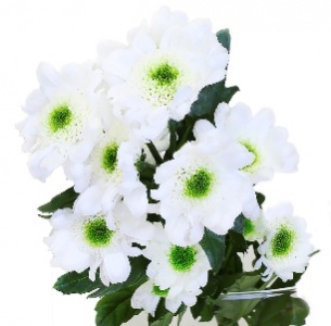 Хризантема кустовая Сантини Ява (Santini Java)