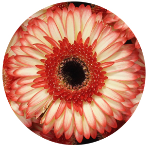 Гербера Сорбет (Sorbet)