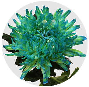 Хризантема одноголовая Антонов Дабл минт (Antonov Double Mint)