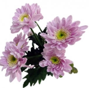 Хризантема кустовая Мона Лиза розовая (Mona Lisa pink)