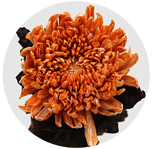 Хризантема одноголовая Антонов Рим (Antonov Roma)