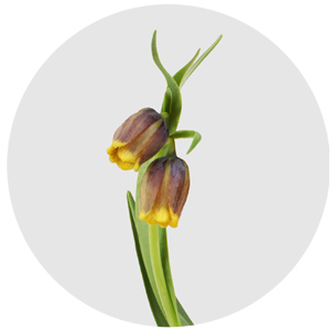 Фритиллярия мелеагрис жёлтая (Fritillaria meleagris yellow)