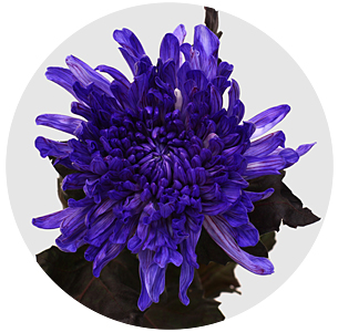 Хризантема одноголовая Антонов Экспрешн (Antonov Expression)