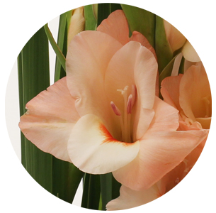 Гладиолус светло-розовый