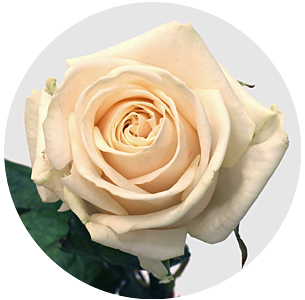 Роза Милена (Myllena)