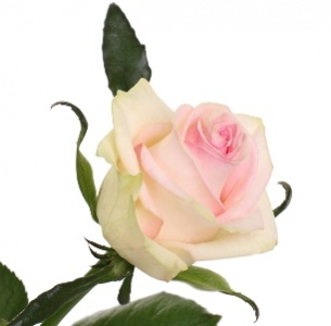 Роза Гравити (Gravity)