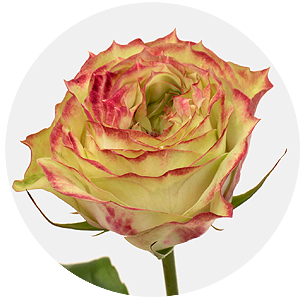 Роза Эппл Джек (Apple Jack)